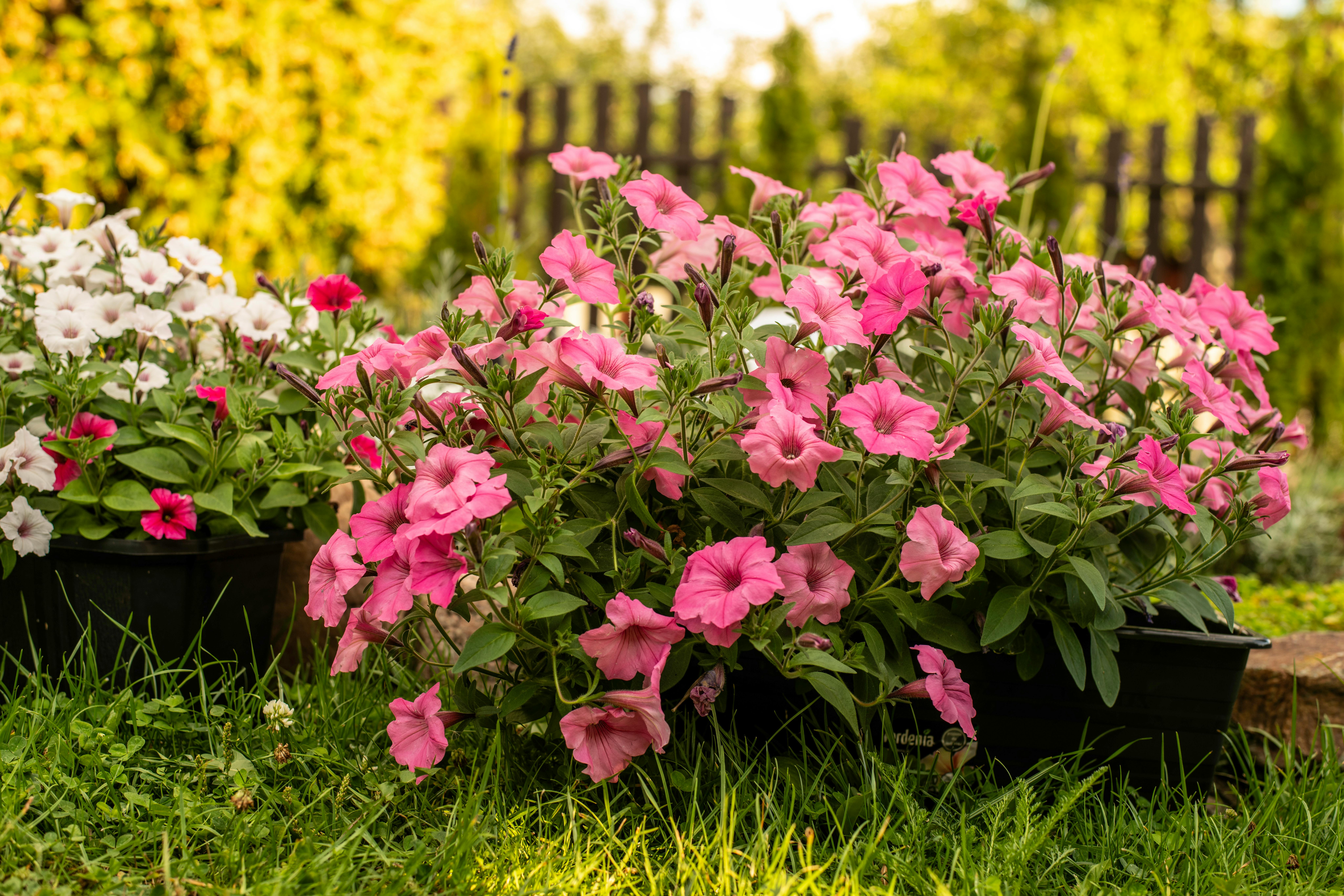 Custom landscape design quote in Charlotte North Carolina
