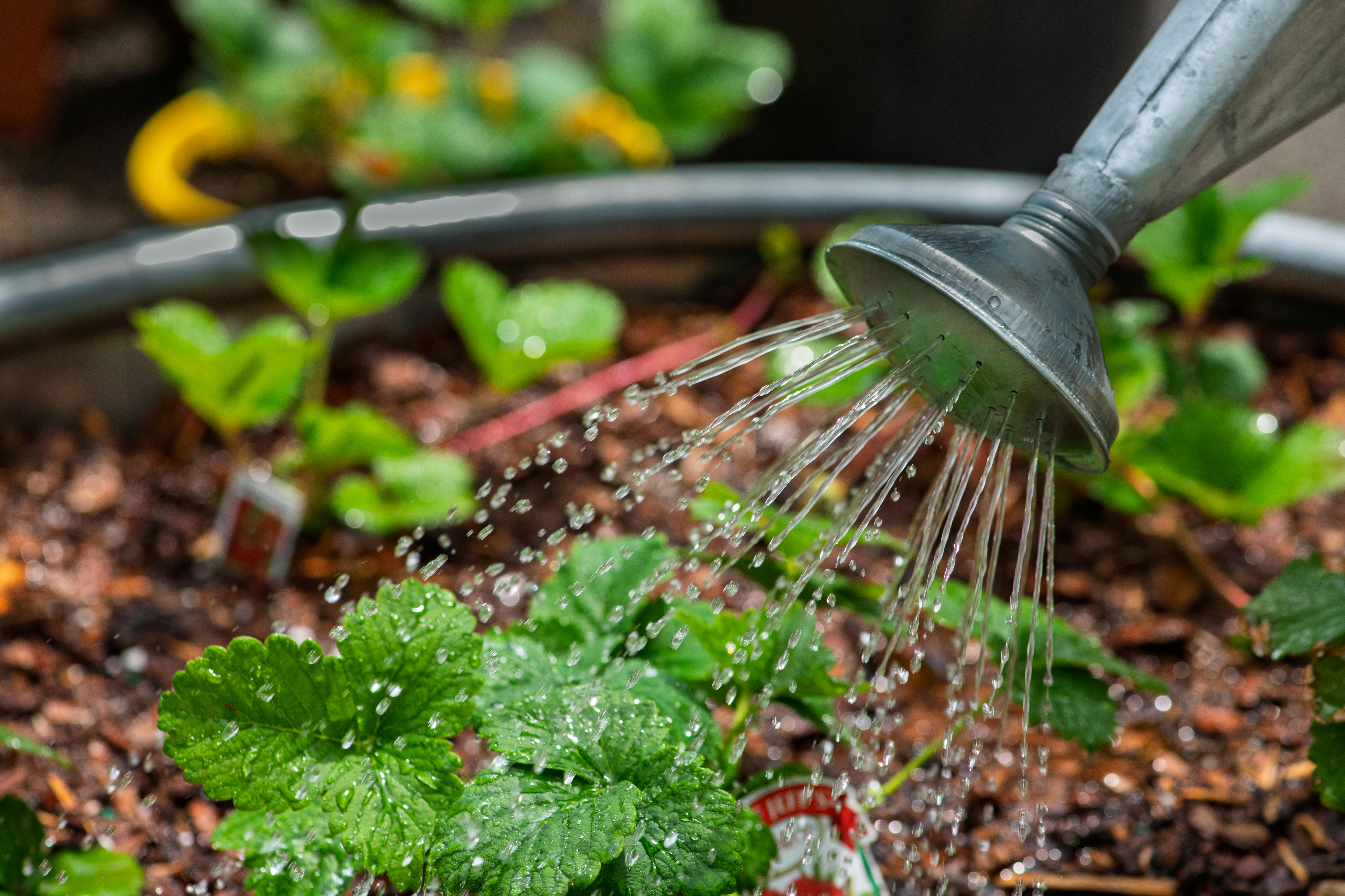 Residential sprinkler system serving Charlotte lawn with multi-zone coverage