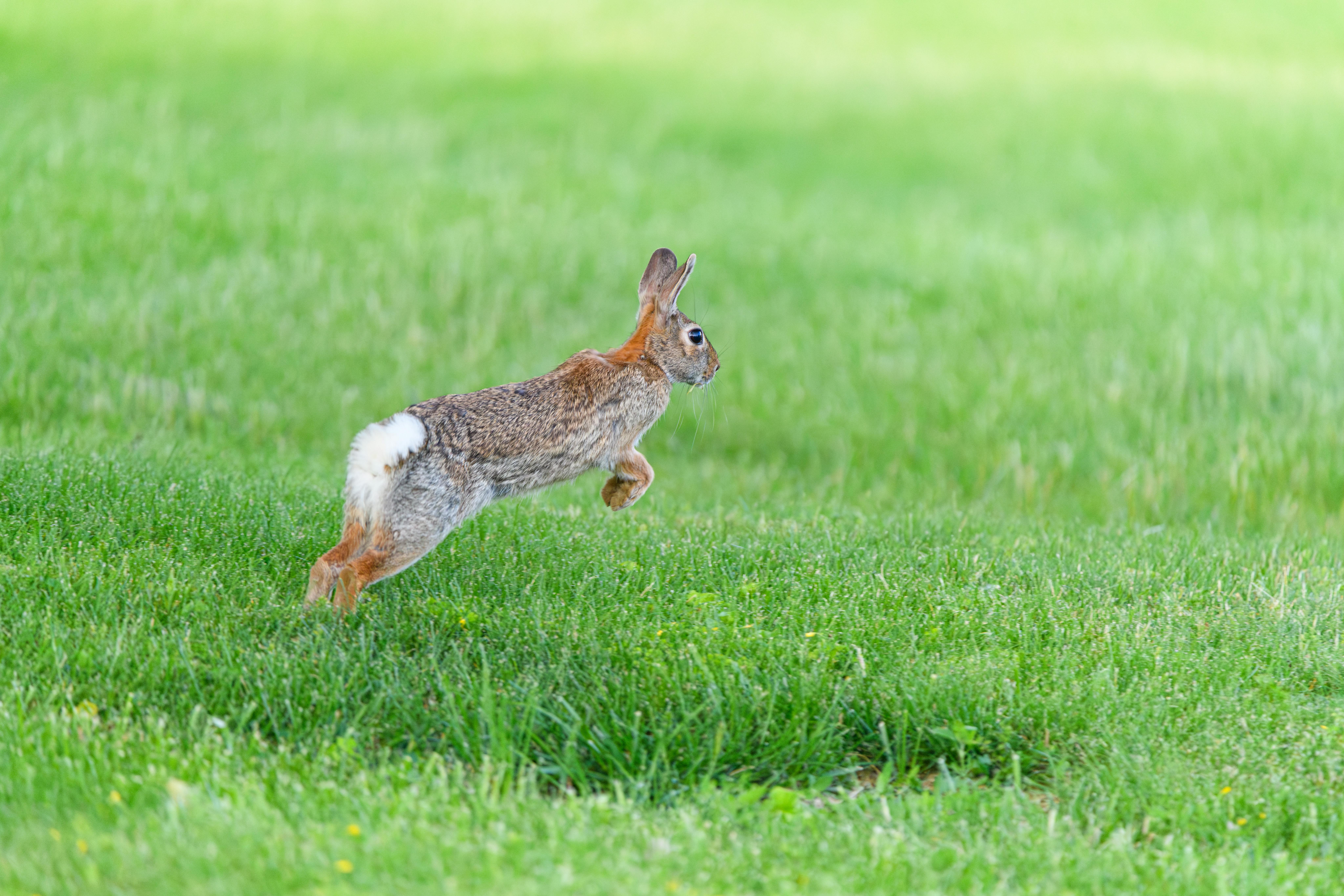 Lawn mowing service in Charlotte North Carolina